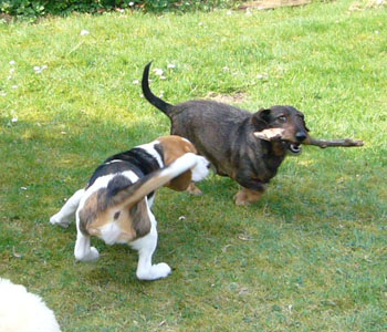 Dackel und Beagle